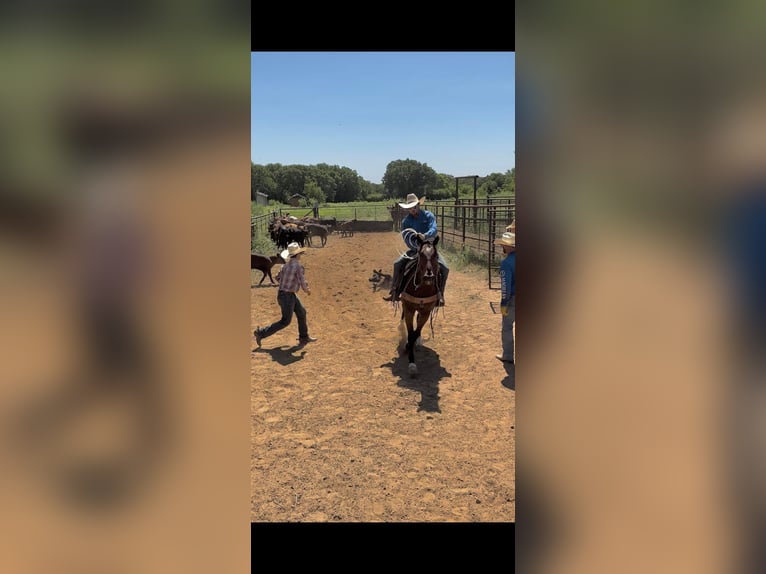 American Quarter Horse Wałach 7 lat 152 cm Ciemnogniada in Graham TX