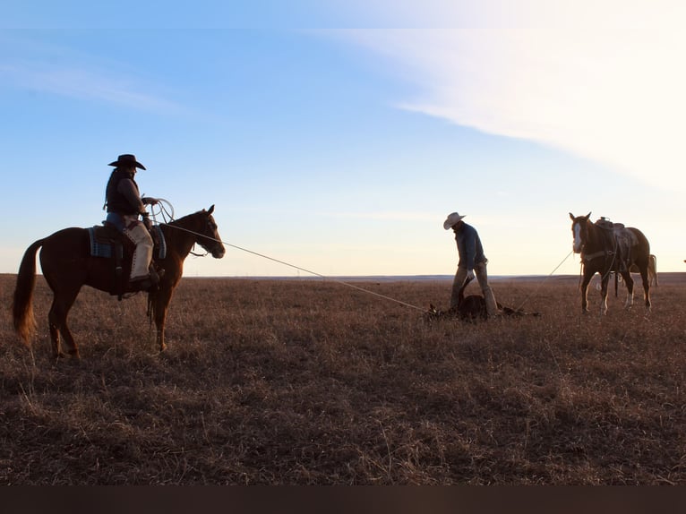 American Quarter Horse Wałach 7 lat 152 cm Cisawa in Okemah, OK