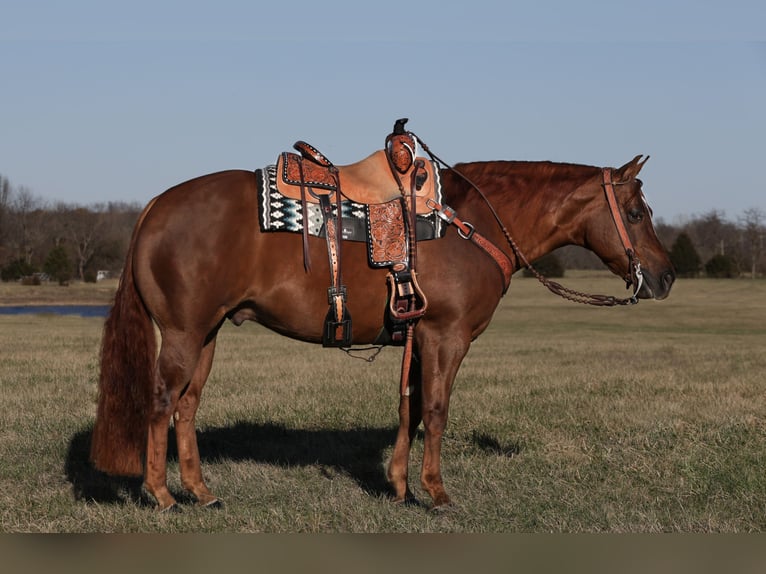 American Quarter Horse Wałach 7 lat 152 cm Cisawa in Buffalo