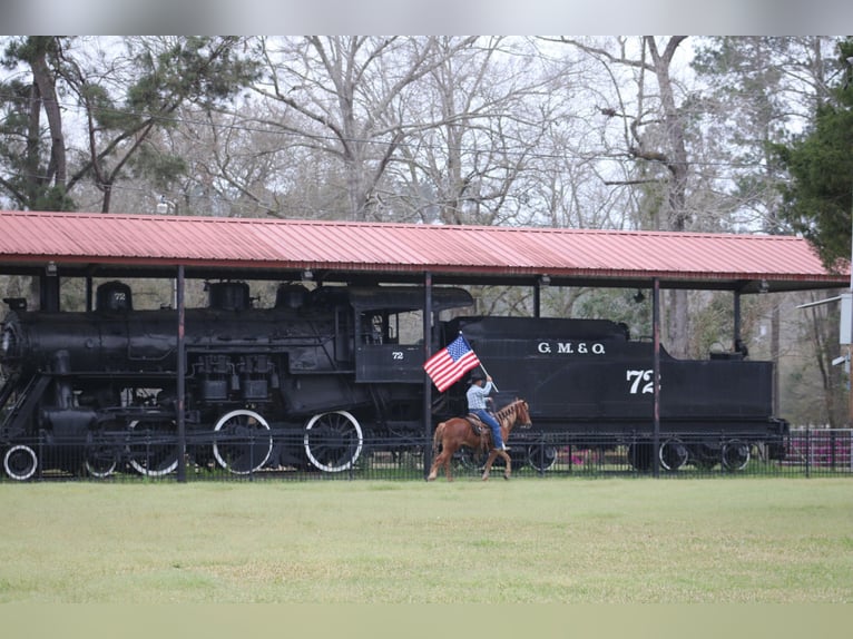 American Quarter Horse Wałach 7 lat 152 cm Cisawa in Kentwood, LA