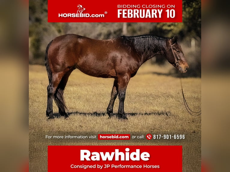 American Quarter Horse Wałach 7 lat 152 cm Gniada in Weatherford, TX