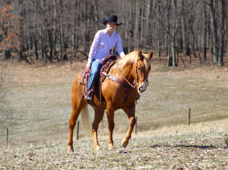 American Quarter Horse Wałach 7 lat 152 cm Izabelowata in Clarion