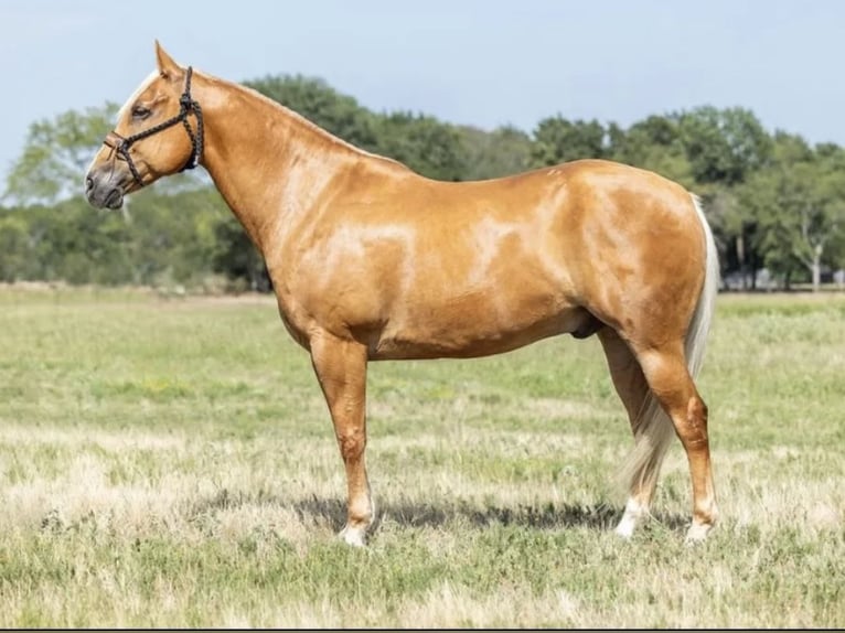 American Quarter Horse Wałach 7 lat 152 cm Izabelowata in Joy, IL