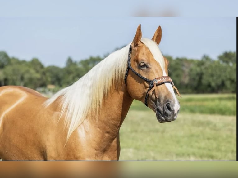 American Quarter Horse Wałach 7 lat 152 cm Izabelowata in Joy, IL