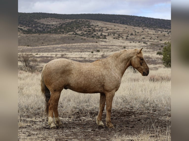 American Quarter Horse Wałach 7 lat 152 cm Izabelowata in Camp Verde, AZ