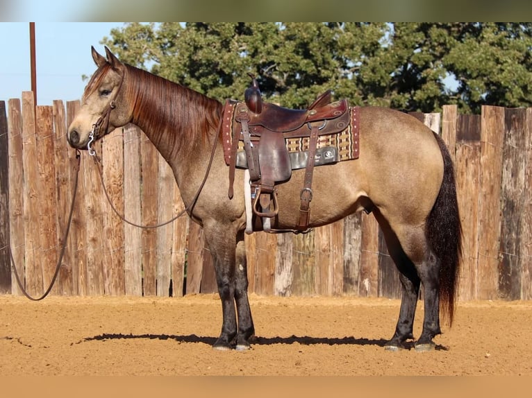American Quarter Horse Wałach 7 lat 152 cm Jelenia in Stephenville, TX