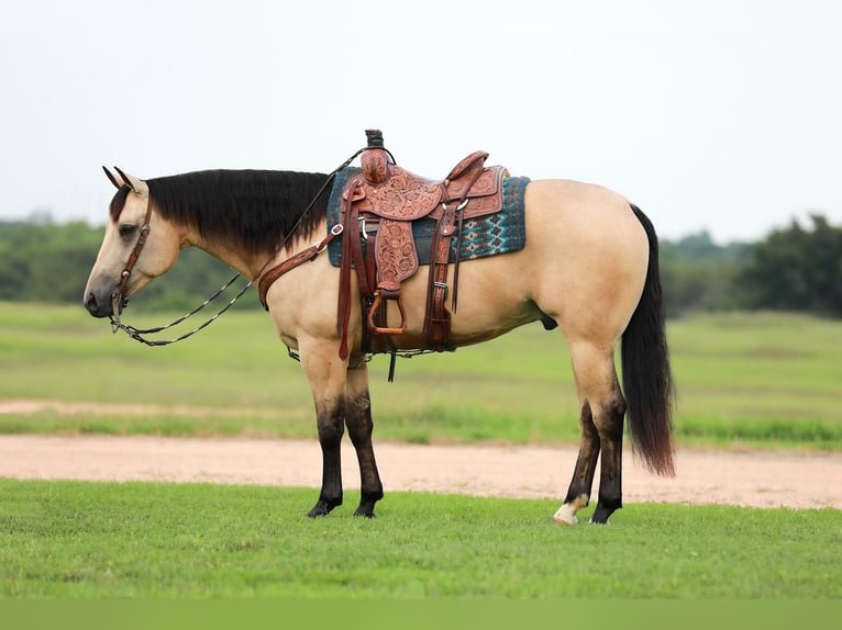 American Quarter Horse Wałach 7 lat 152 cm Jelenia in Whitesboro, TX