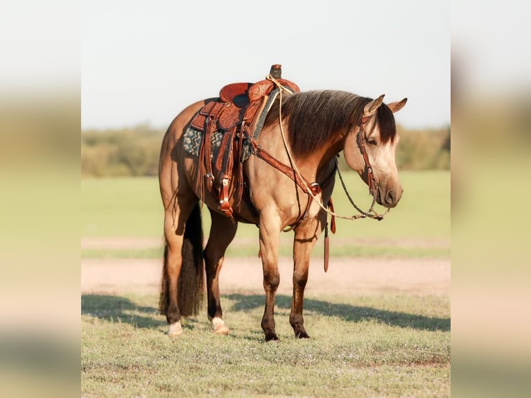 American Quarter Horse Wałach 7 lat 152 cm Jelenia in Whitesboro