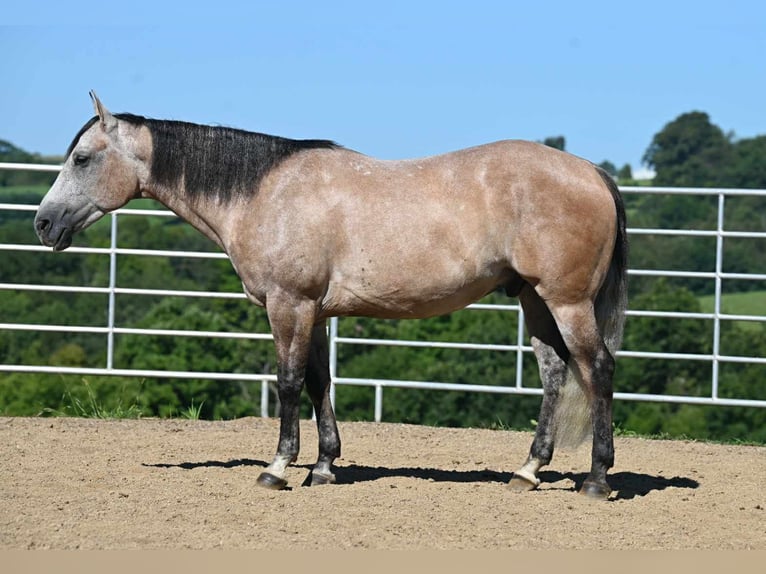 American Quarter Horse Wałach 7 lat 152 cm Jelenia in Millersburg, OH