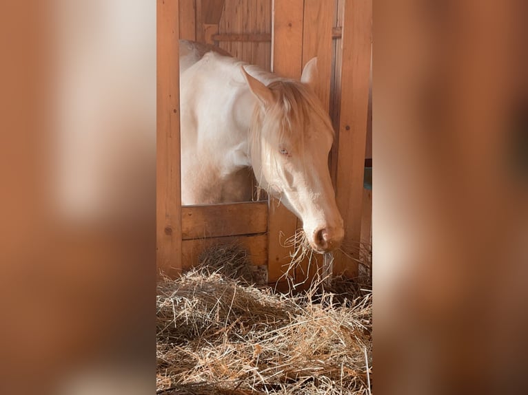 American Quarter Horse Wałach 7 lat 152 cm Perlino in Mannersdorf am Leithagebirge