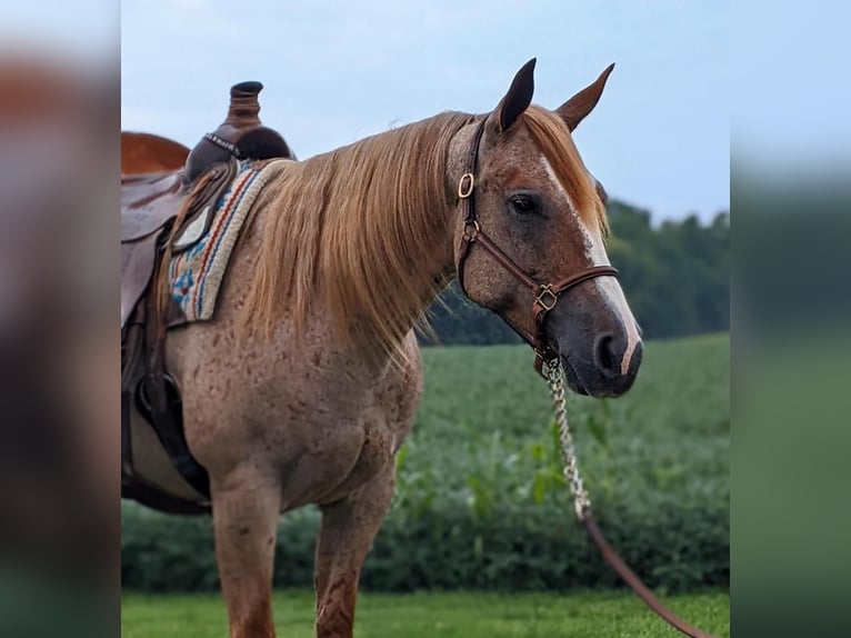 American Quarter Horse Wałach 7 lat 152 cm in Dalton, OH