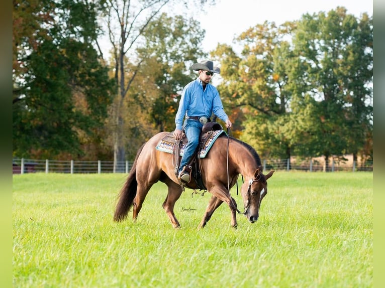 American Quarter Horse Wałach 7 lat 152 cm in Sharpsville, PA
