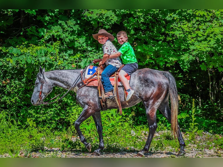 American Quarter Horse Wałach 7 lat 152 cm Siwa jabłkowita in Salt Lick KY