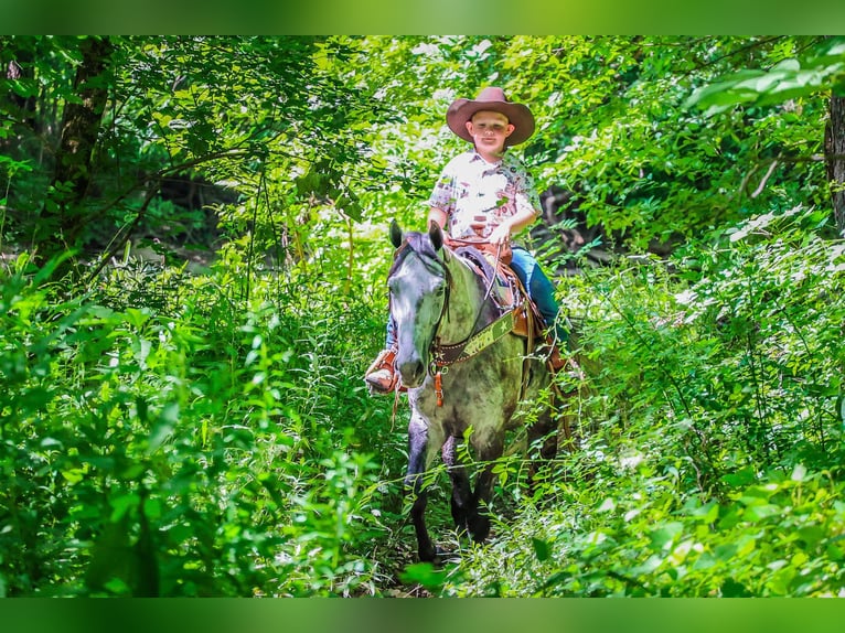 American Quarter Horse Wałach 7 lat 152 cm Siwa jabłkowita in Salt Lick KY