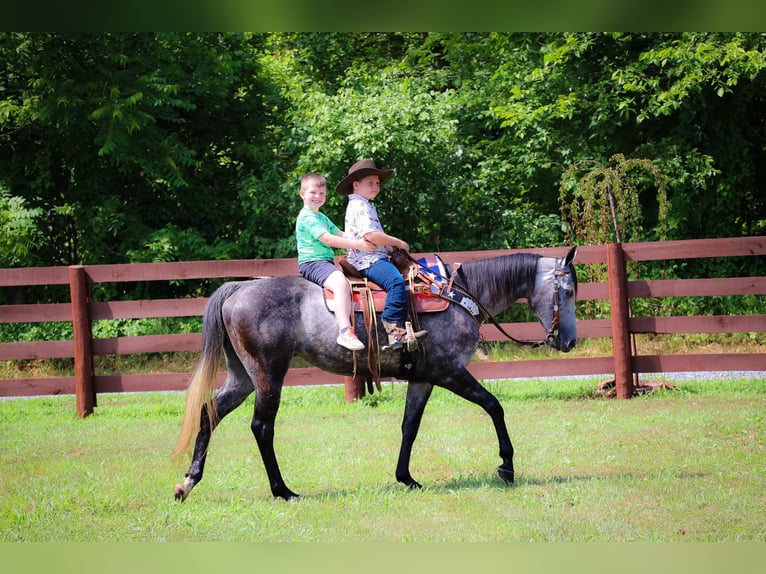 American Quarter Horse Wałach 7 lat 152 cm Siwa jabłkowita in Salt Lick KY