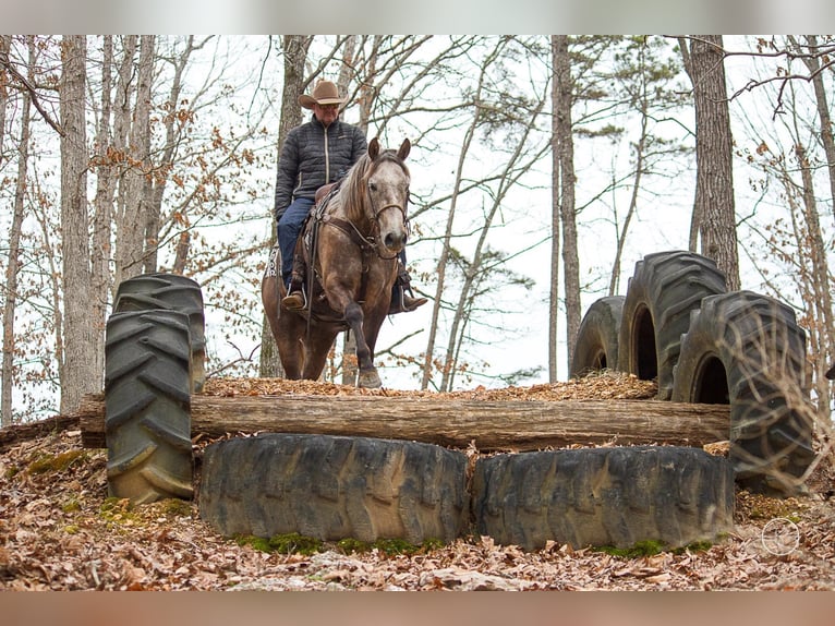 American Quarter Horse Wałach 7 lat 152 cm Siwa in Moutain Grove MO
