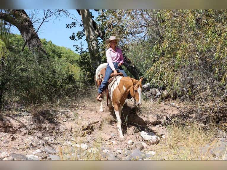 American Quarter Horse Wałach 7 lat 152 cm Tobiano wszelkich maści in Camp Verde AZ