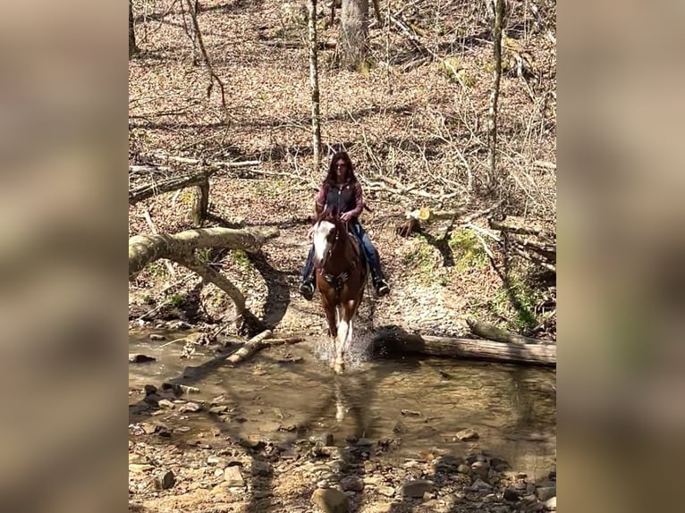 American Quarter Horse Wałach 7 lat 155 cm Ciemnokasztanowata in Auburn KY