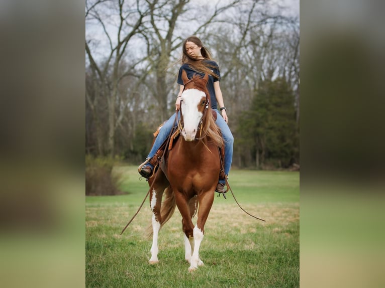 American Quarter Horse Wałach 7 lat 155 cm Ciemnokasztanowata in Auburn KY