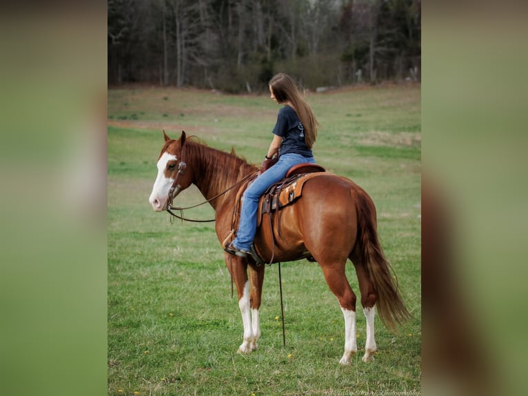 American Quarter Horse Wałach 7 lat 155 cm Ciemnokasztanowata in Auburn KY