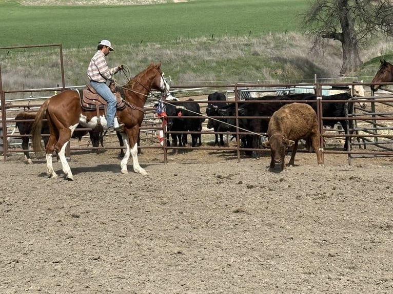 American Quarter Horse Wałach 7 lat 155 cm Ciemnokasztanowata in King City CA