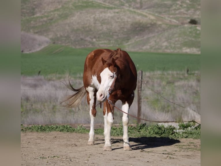 American Quarter Horse Wałach 7 lat 155 cm Ciemnokasztanowata in King City CA