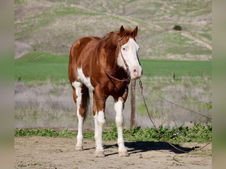 American Quarter Horse Wałach 7 lat 155 cm Ciemnokasztanowata in King City CA