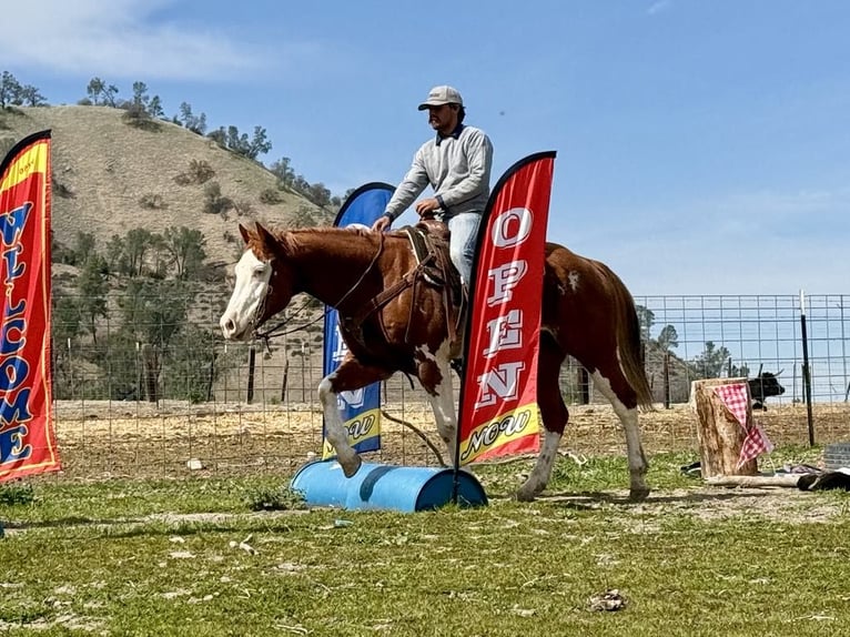 American Quarter Horse Wałach 7 lat 155 cm Ciemnokasztanowata in King City CA