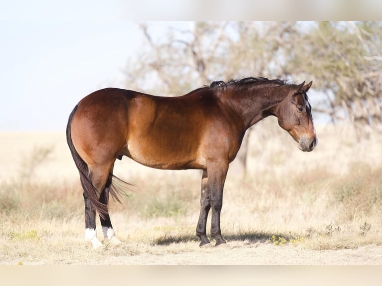 American Quarter Horse Wałach 7 lat 155 cm Gniada in Waco, TX