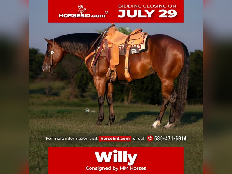 American Quarter Horse Wałach 7 lat 155 cm Gniada in Kingston, OK