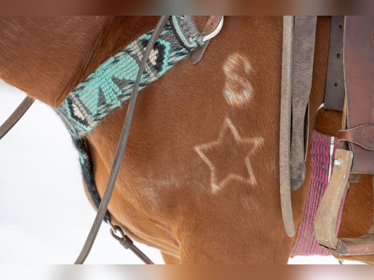 American Quarter Horse Wałach 7 lat 155 cm Gniada in Carlisle KY