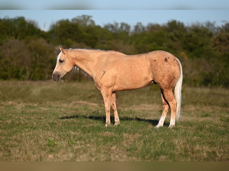 American Quarter Horse Wałach 7 lat 155 cm Izabelowata in Waco