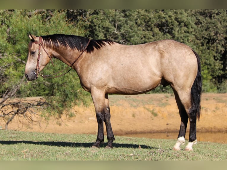 American Quarter Horse Wałach 7 lat 155 cm Jelenia in Cleburne TX