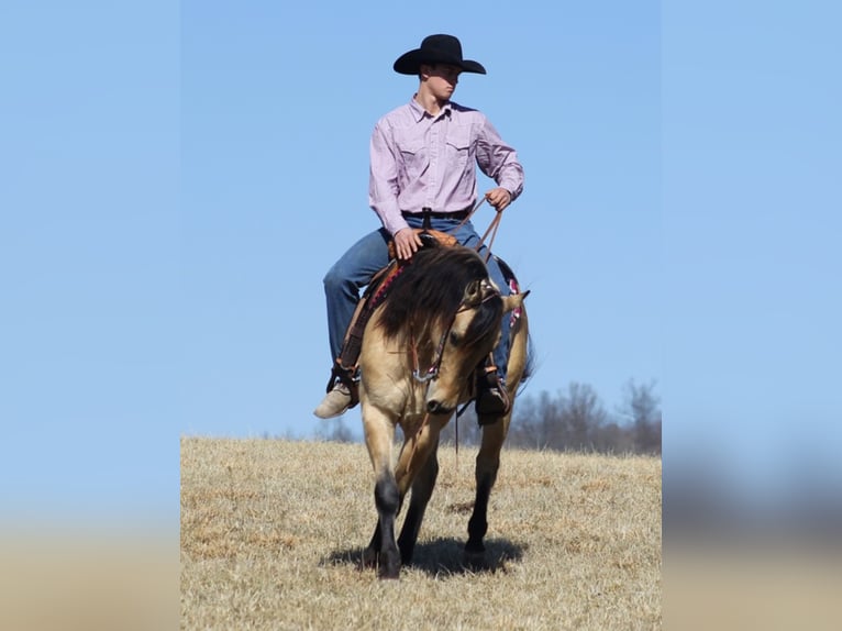 American Quarter Horse Wałach 7 lat 155 cm Jelenia in Mount Vernon Ky