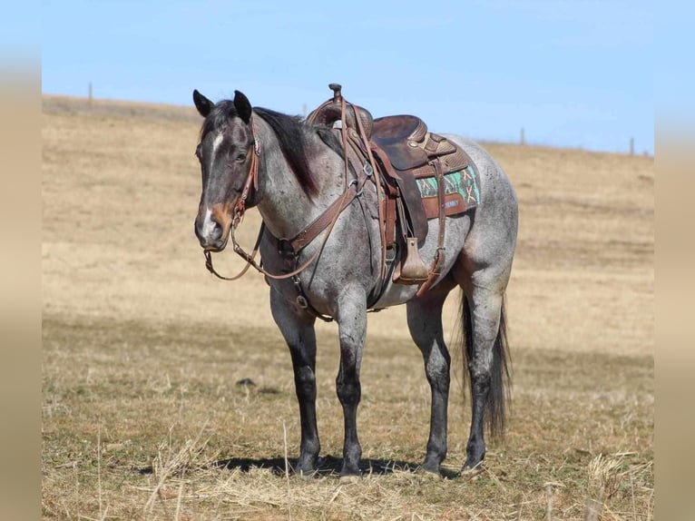 American Quarter Horse Wałach 7 lat 155 cm Karodereszowata in Clarion