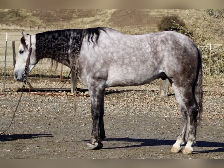 American Quarter Horse Wałach 7 lat 155 cm Siwa jabłkowita in Paicines CA