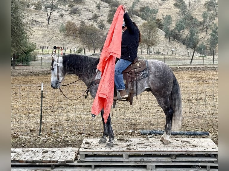 American Quarter Horse Wałach 7 lat 155 cm Siwa jabłkowita in Paicines CA