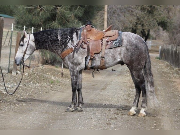 American Quarter Horse Wałach 7 lat 155 cm Siwa jabłkowita in Paicines CA