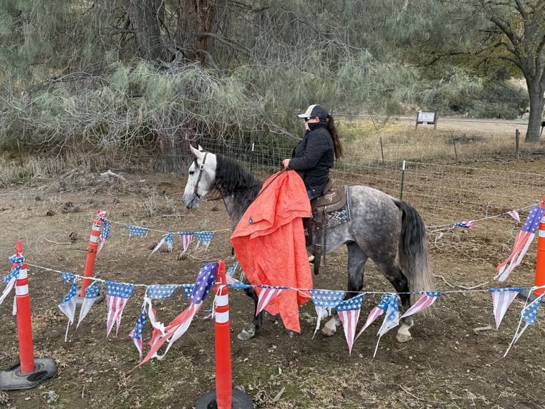 American Quarter Horse Wałach 7 lat 155 cm Siwa jabłkowita in Paicines CA