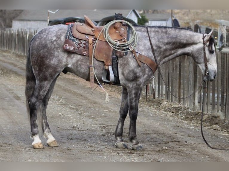 American Quarter Horse Wałach 7 lat 155 cm Siwa jabłkowita in Paicines CA