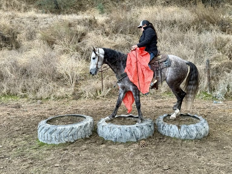 American Quarter Horse Wałach 7 lat 155 cm Siwa jabłkowita in Paicines CA