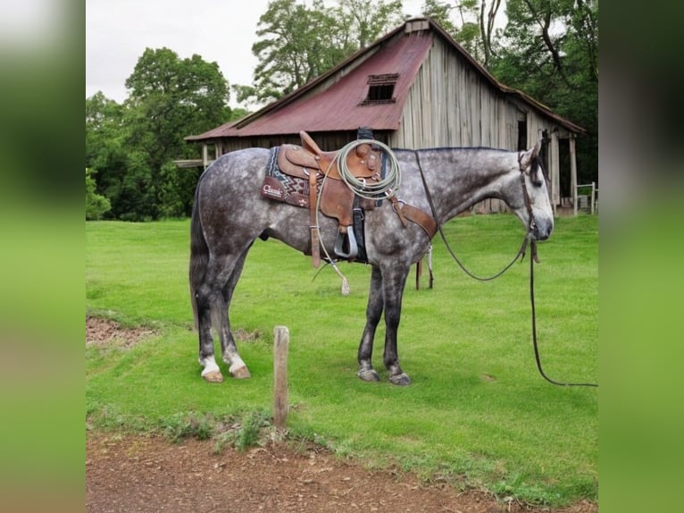 American Quarter Horse Wałach 7 lat 155 cm Siwa jabłkowita in Paicines CA