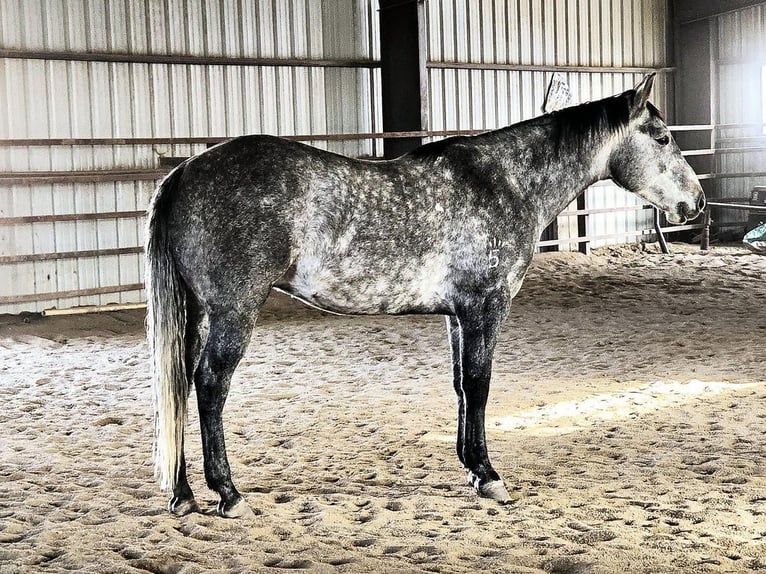 American Quarter Horse Wałach 7 lat 155 cm Siwa in Westcliffe