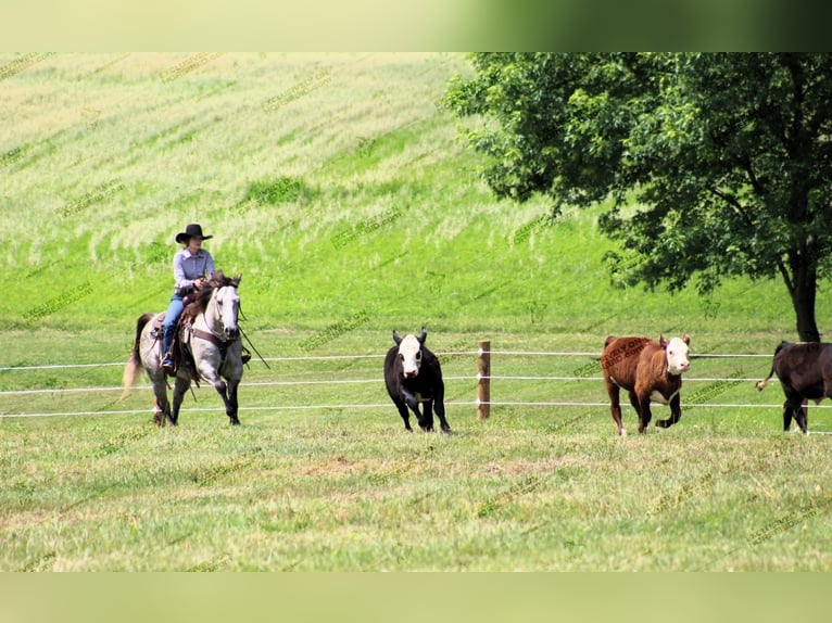 American Quarter Horse Wałach 7 lat 155 cm Siwa in Clarion, PA