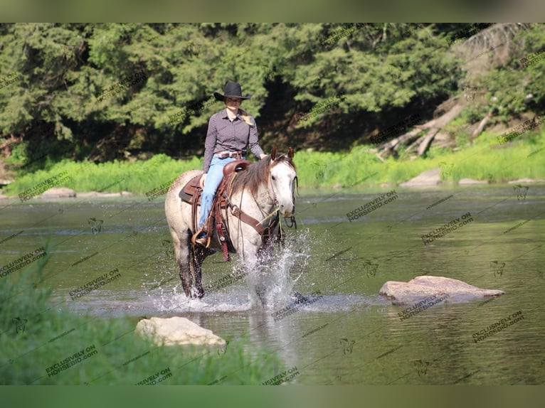 American Quarter Horse Wałach 7 lat 155 cm Siwa in Clarion, PA