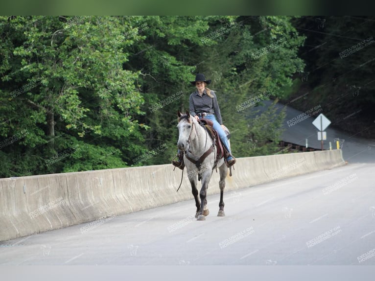 American Quarter Horse Wałach 7 lat 155 cm Siwa in Clarion, PA