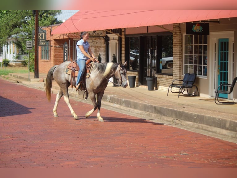American Quarter Horse Wałach 7 lat 155 cm Tobiano wszelkich maści in Rusk TX