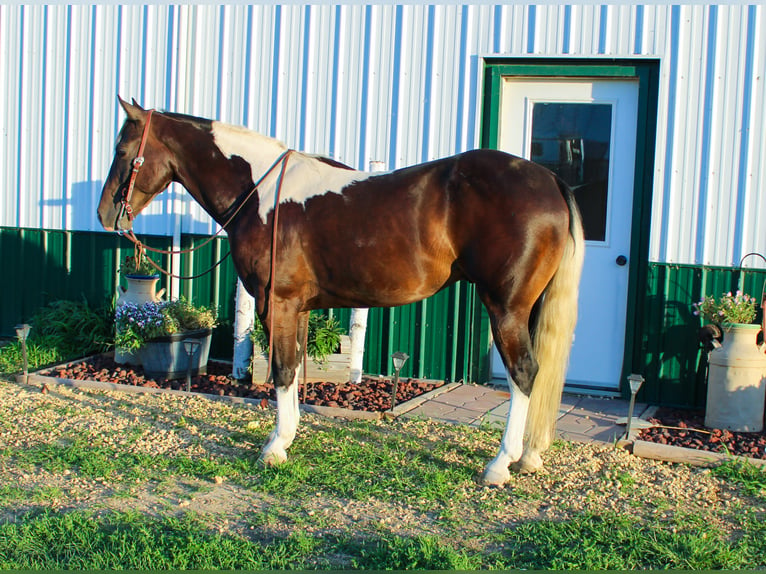 American Quarter Horse Wałach 7 lat 155 cm Tobiano wszelkich maści in Charlotte IA