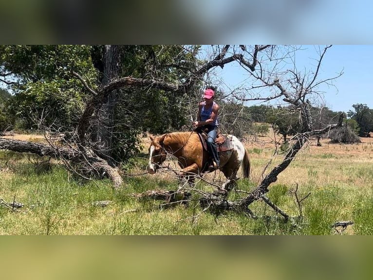 American Quarter Horse Wałach 7 lat 157 cm Ciemnokasztanowata in Lipan TX