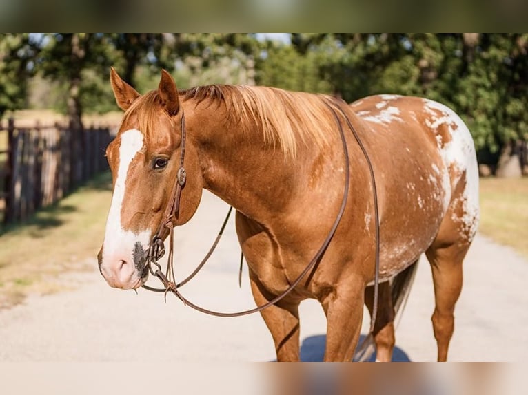 American Quarter Horse Wałach 7 lat 157 cm Ciemnokasztanowata in Lipan TX